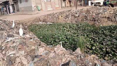 الثعابين هتموتنا.. أهالي 