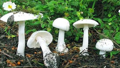 خطوات تنفيذ مشروع إنتاج فطريات عيش الغراب