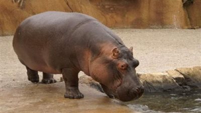 إصابة فرسي نهر بكورونا في بلجيكا