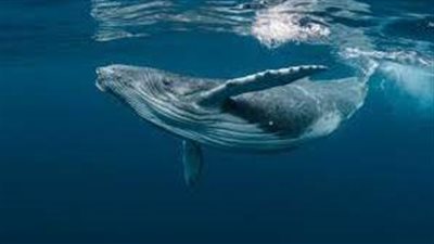 لحظة افتراس الحوت الأحدب لملايين الأسماك | فيديو