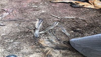 العثور على 26 حمارا مذبوحا ومسلوخا في الشرقية.. والتموين توضح |صور