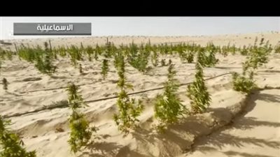 اللقطات الأولى لإبادة مزارع المخدرات فى الإسماعيلية | فيديو