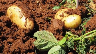 الزراعة تحذر من الاستعجال في حصاد عروة البطاطس النيلية بسبب ضعف الإنتاج