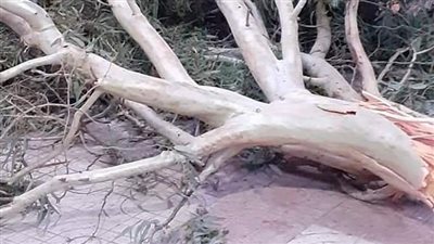 إصابة 4 أشخاص سقطت عليهم شجرة بسبب العاصفة الرملية بالغربية 