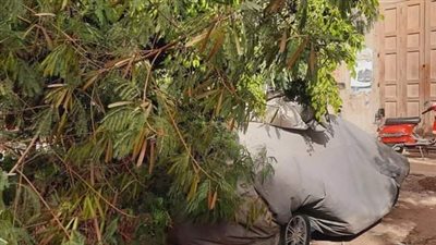 سقوط شجرة على سيارة في دمياط بسبب نوة قاسم 