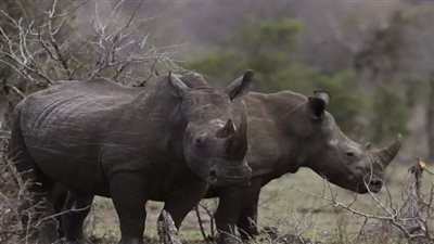 عقوبة غير مسبوقة لمهرب قرون وحيد القرن في فيتنام