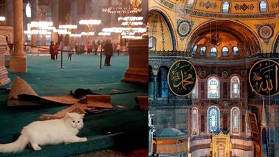 حكاية قطة مسجد آيا صوفيا.. كيليتش اختفت فجأة والسلطات تبحث عنها
