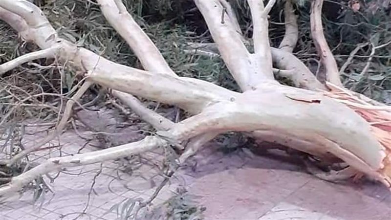 سقوط شجرة ارشيفية