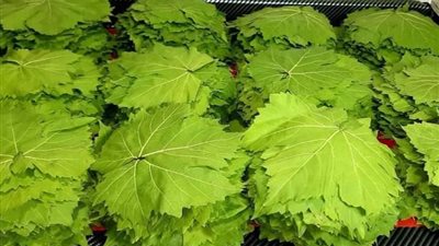 هل تستمر أسعار ورق العنب في الانخفاض؟ شعبة الخضراوات تجيب 