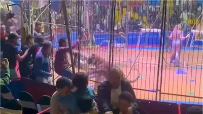 أخبار مصر: نمر يلتهم ذراع مدربه في عرض بطنطا، حقيقة وفاة أحمد شفيق، إصابات بسبب فاتورة مطعم بالجيزة، قناة الأهلي تهاجم كولر