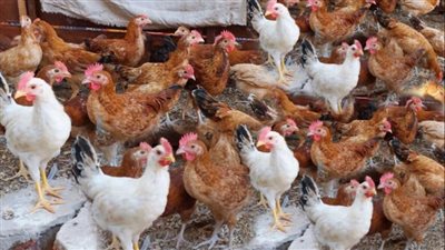 أسعار الفراخ اليوم الأربعاء 2 أبريل 2025