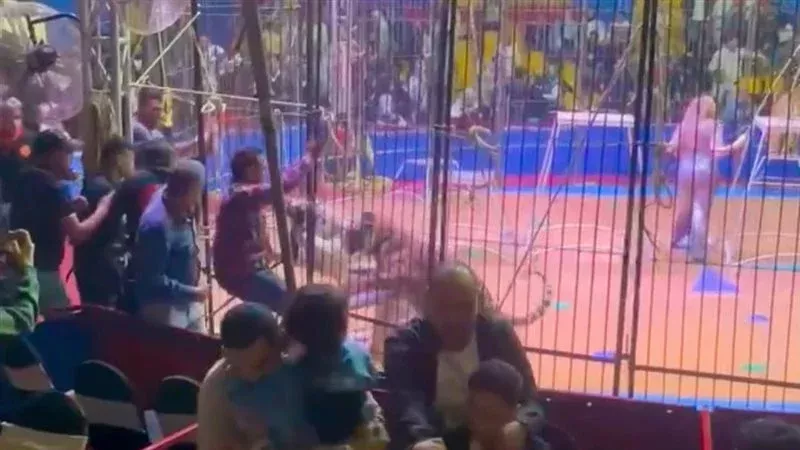أسد يلتهم ذراع مدربه