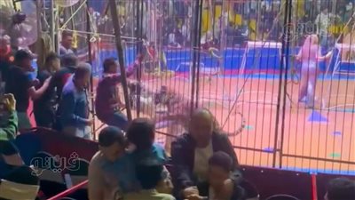 استبعاد النمر المفترس من عروض سيرك طنطا لمدة 5 سنوات