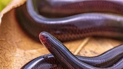 مصرع طالب إثر إصابته بلدغة ثعبان في قرية الحسينات بقنا