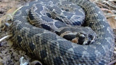 العثور على أفعى ضخمة بين المنازل المدمرة في سوريا 