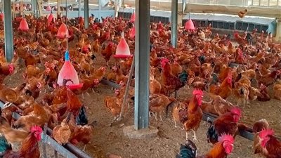 انخفاض أسعار الفراخ اليوم السبت 5 أبريل 2025