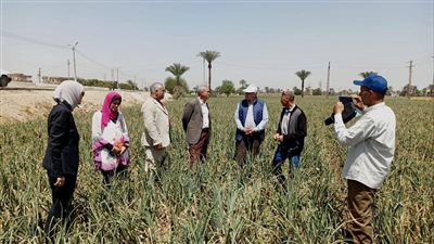 الزراعة تستعد للموسم الصيفي للحفاظ على الحاصلات من أضرار الآفات الزراعية