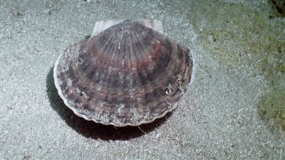 العثور على رخويات غير معروفة للعلم في المحيط الهادئ