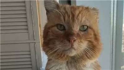 قط وفي يعيش علي قبر صاحبه لمدة 7 سنوات 