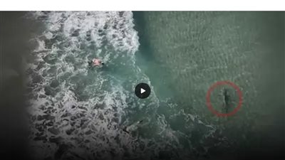 لحظات من الرعب تحت الأمواج، قرش يطارد غواصين في فلوريدا