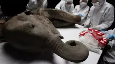 تشريح جثة ماموث عمرها 130 ألف سنة يكشف تفاصيل مثيرة