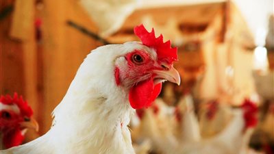  ارتفاع البلدي، أسعار الفراخ اليوم الأحد 6 أبريل 2025