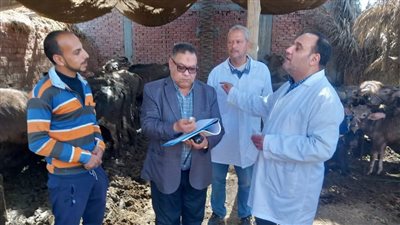 تحصين 12 ألف رأس ماشية ضد الحمى القلاعية في أول أيام الحملة بالدقهلية (صور)