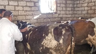 انطلاق الحملة القومية لتحصين الماشية والأغنام في الدقهلية 
