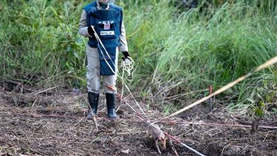 فأر خارق يحطم الأرقام القياسية في كشف الألغام
