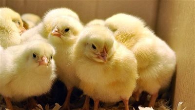 ارتفاع ملحوظ في أسعار البط اليوم، والكتكوت الأبيض يسجل هذا الرقم بالأسواق