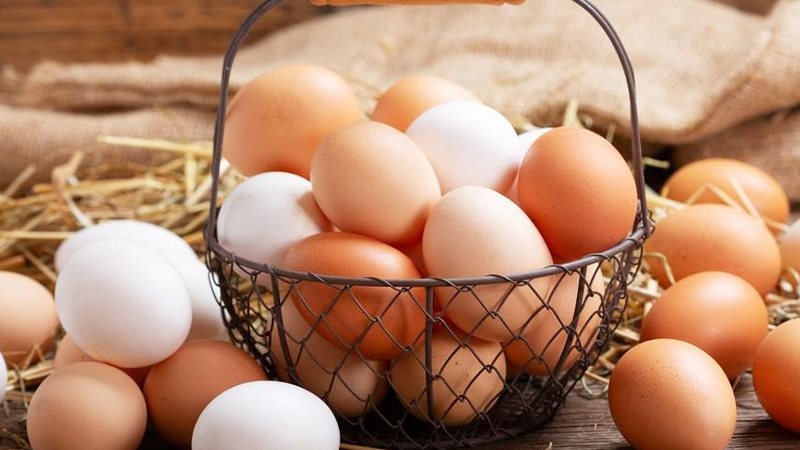 أسعار البيض اليوم