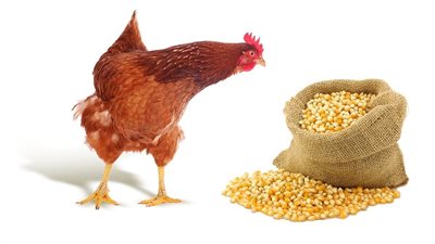 ارتفاع الذرة وانخفاض الصويا، أسعار الأعلاف والحبوب في الأسواق