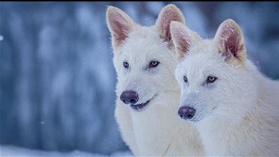 استنساخ ذئاب عملاقة وشرسة انقرضت منذ آلاف السنين