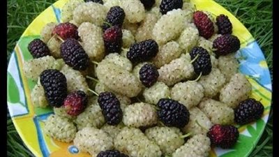  التوت ينظم السكر ويجدد شباب بشرتك ويخفض وزنك