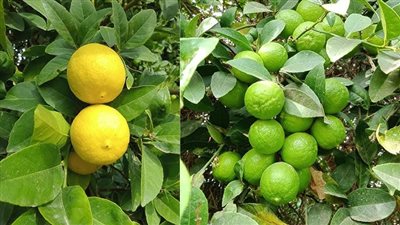 الكيلو بـ 150 جنيها، أزمة ارتفاع أسعار الليمون البلدي تضرب الأسواق (فيديو)