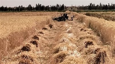 رئيس مدينة طامية بالفيوم يفتتح موسم حصاد القمح