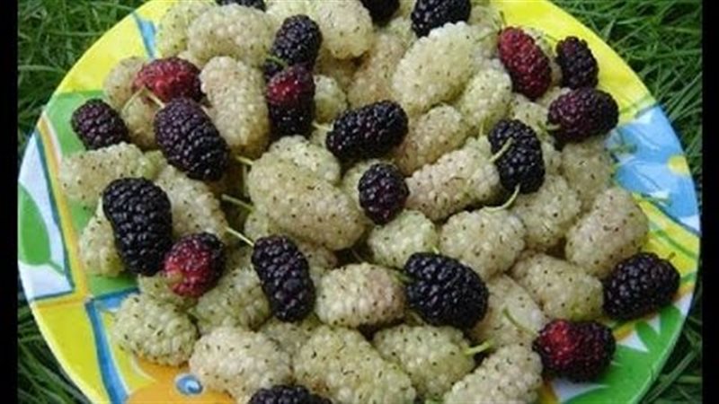 التوت لصحة الجسم