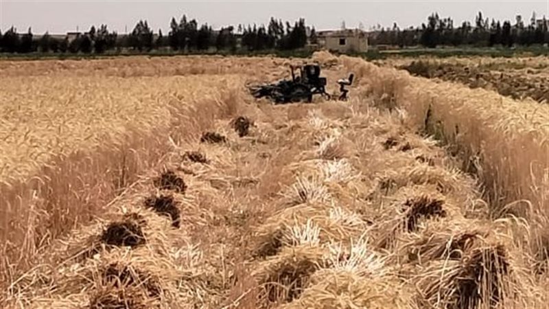 محصول القمح، فيتو