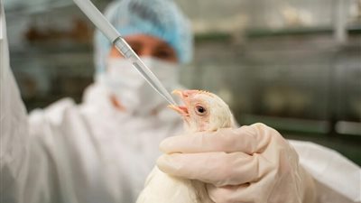 تسجيل أول حالة وفاة بإنفلونزا الطيور 