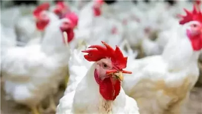 انخفاض البيضاء وارتفاع البلدي، سعر الفراخ اليوم الأربعاء 9 أبريل 2025