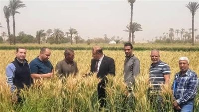 الجيزة تستعد لموسم حصاد القمح بتقديم كافة التيسيرات للمزارعين