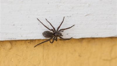 طبيب تونسي يكشف مخاطر الأرملة السوداء