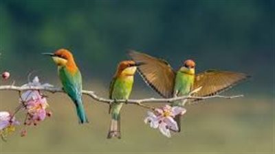 تفسير حلم العصفور في المنام وعلاقته بالوصول إلى مركز مرموق 