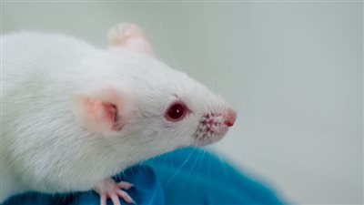 تكشف عن أكثر من 3 كيلومتر من التوصيلات العصبية، خريطة غير مسبوقة لدماغ فأر 