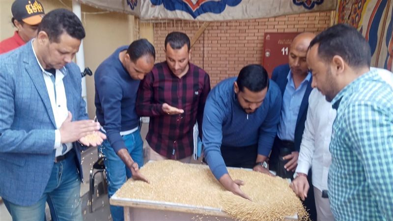 موسم توريد القمح