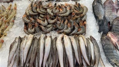 أسعار السمك اليوم بسوق العبور، انخفاض البلطي 17 جنيهًا وقفزة غير مسبوقة في البوري