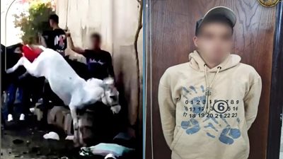 الداخلية تكشف ملابسات فيديو الاعتداء على دابة بالهرم وتدخل سيدة أجنبية لحمايتها