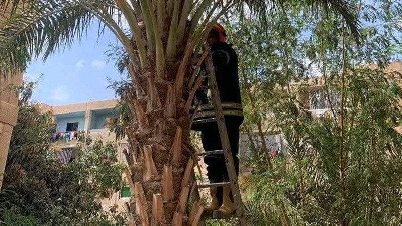 إنقاذ قطة في الشرقية