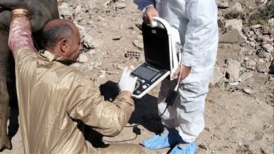 محافظ الإسماعيلية يتابع نشاط مديرية الطب البيطري للحفاظ على الثروة الحيوانية والداجنة (صور) 