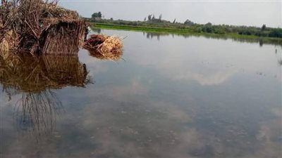 غرق 648 فدانا في المنوفية بسبب ارتفاع منسوب نهر النيل